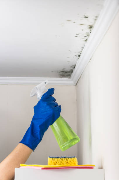 Best Localized Mold Remediation (e.g., coastal areas, humid climates) in Highland Park, TX